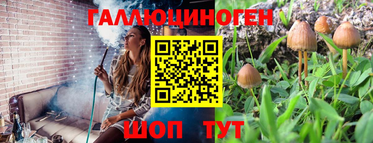 Псилоцибиновые грибы Psilocybine cubensis Советский